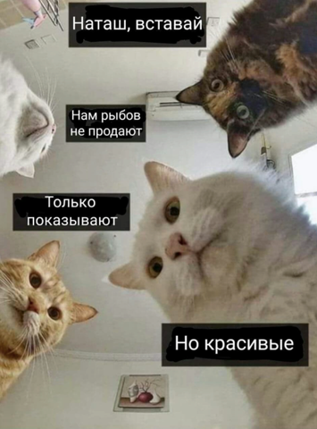 коты наташа мем